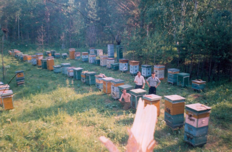 пасека Шарагун-Хандагай