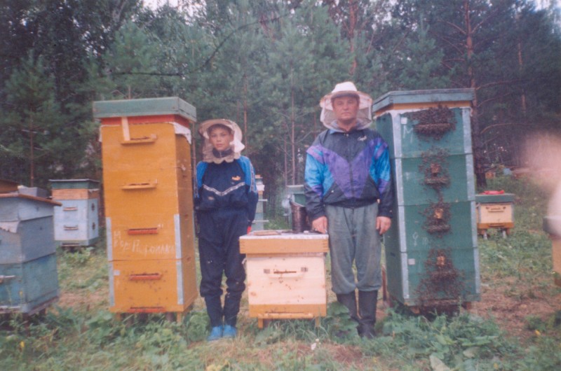 семьи медовики