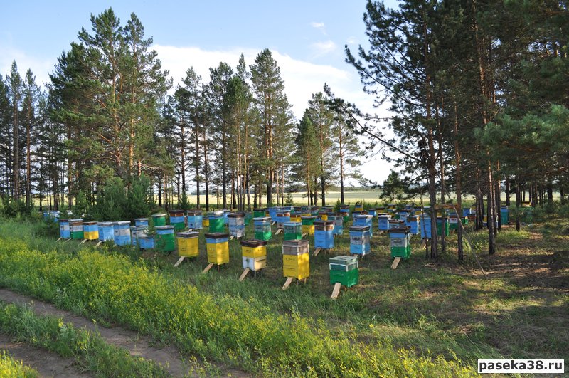 Пасека Черепановых