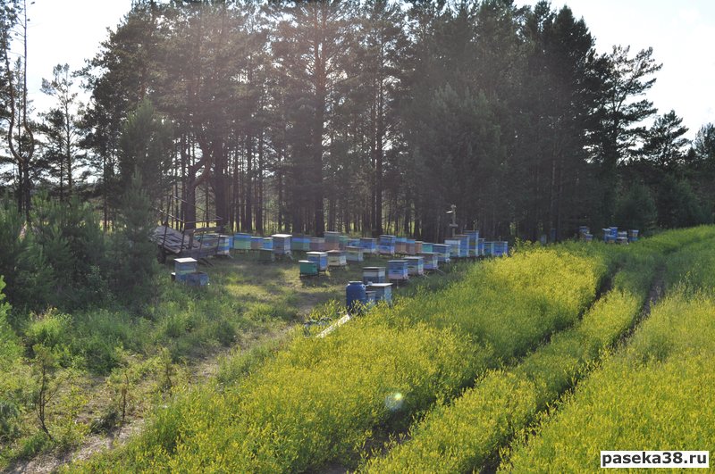 Пасека Черепановых