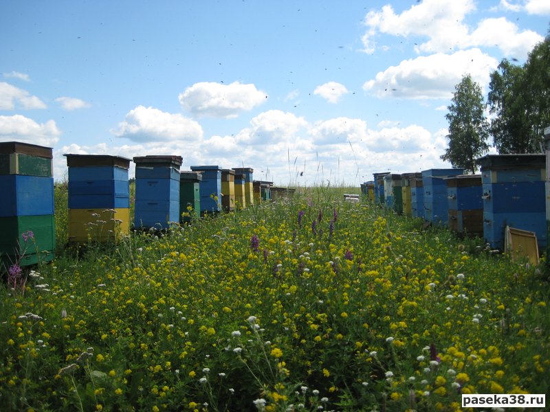 пасека в Иркутском районе