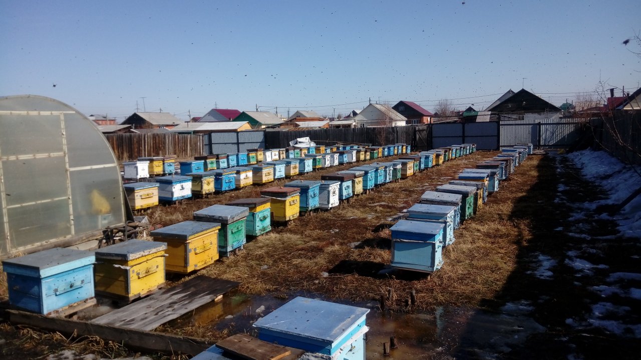 Пасека Черепановых март 2019