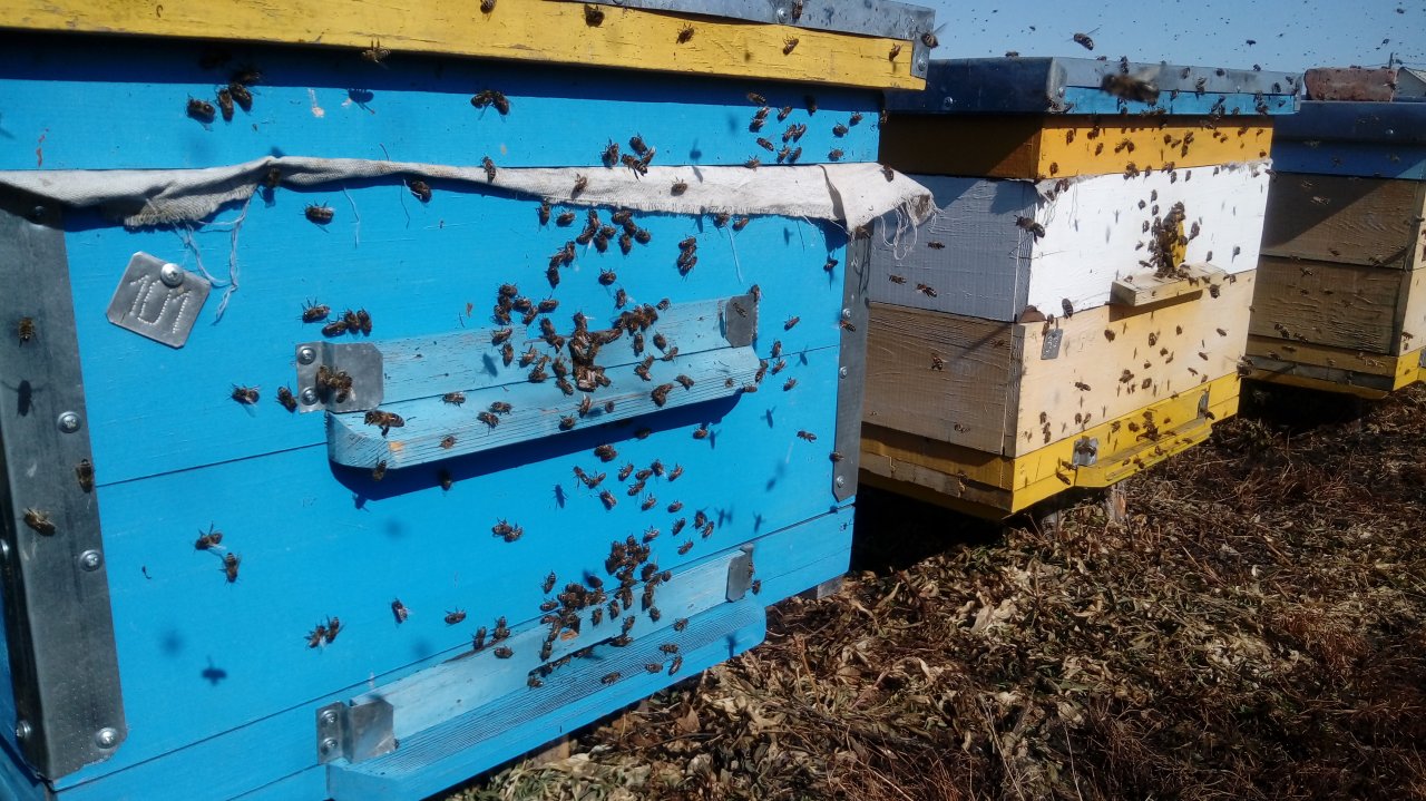 Пасека Черепановых март 2019