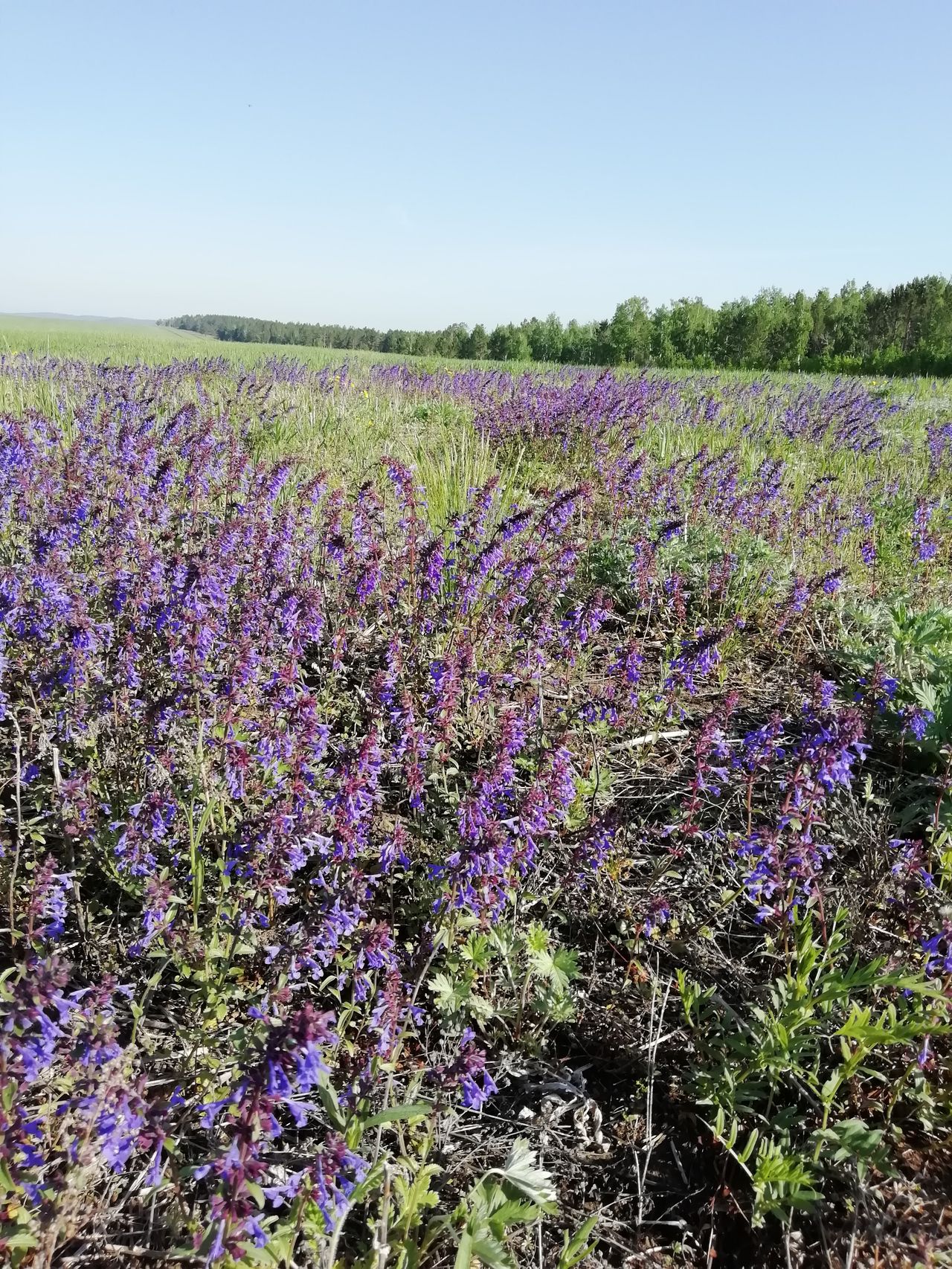 Пасека Черепановых март 2019
