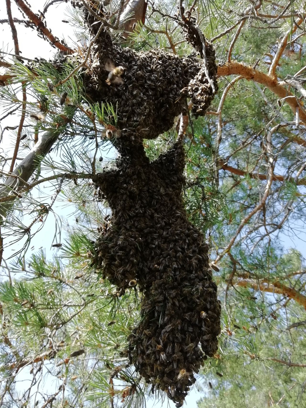 Пасека Черепановых март 2019