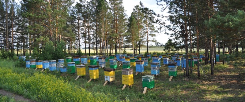 Иркутская пасека